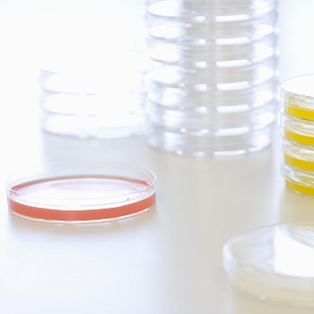 90mm Petri Dish | Single Compartment Petri Dish. Vented