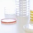90mm Petri Dish | Single Compartment Petri Dish. Vented